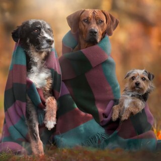 dogs3_1278