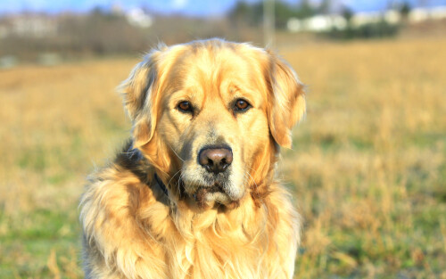 dogs3_1286.jpg