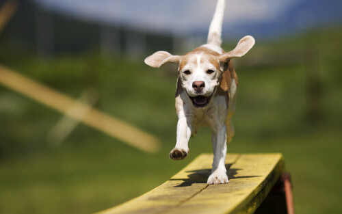 dogs3_1298.jpg