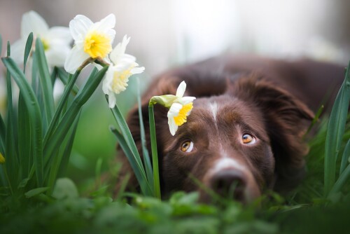 dogs3_1302.jpg