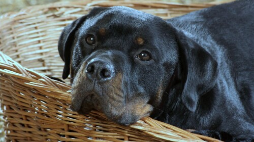 dogs3_1311.jpg