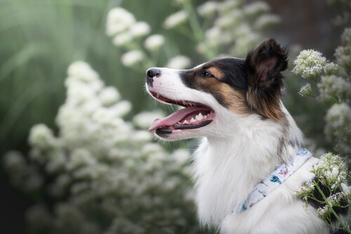 dogs3_1339.jpg