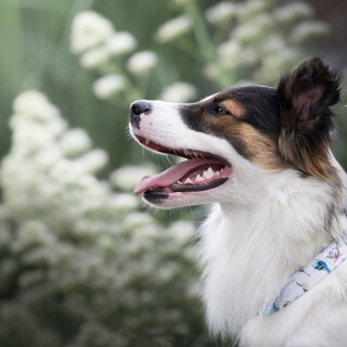 dogs3_1339