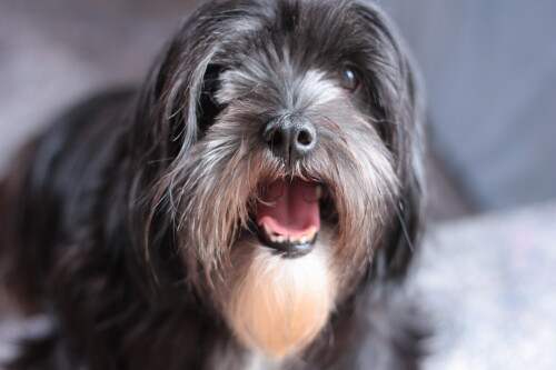 dogs3_1341.jpg