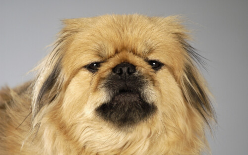 dogs3_1342.jpg