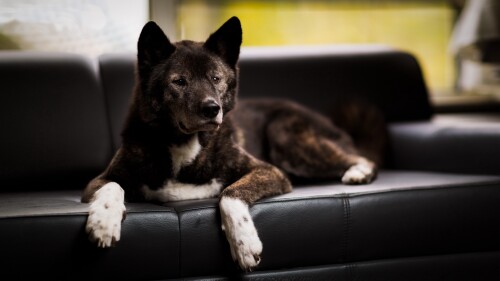 dogs3_1346.jpg