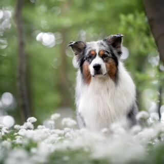 dogs3_1347