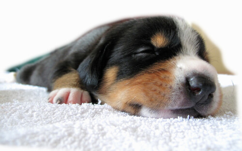 dogs3_1378.jpg