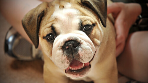 dogs3_1395.jpg