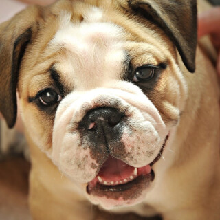 dogs3_1395