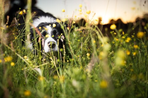 dogs3_1402.jpg