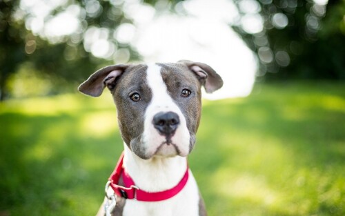 dogs3_1410.jpg