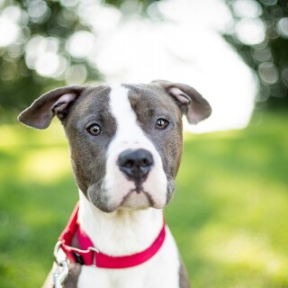 dogs3_1410