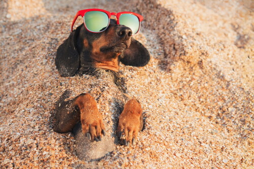 dogs3_1416.jpg