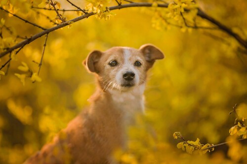 dogs3_1431.jpg