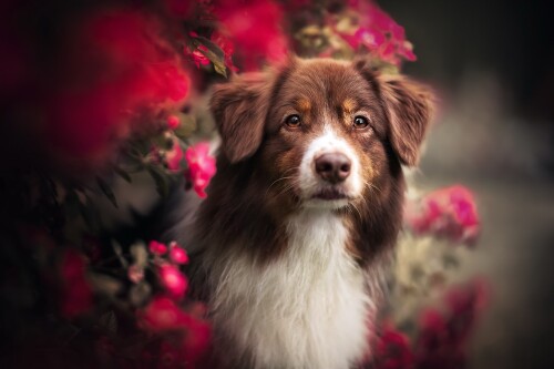 dogs3_1438.jpg