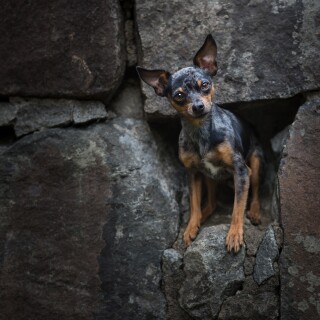 dogs3_1449
