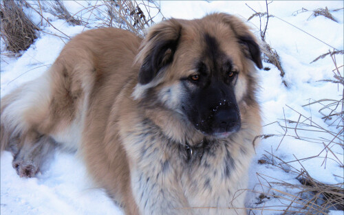 dogs3_1458.jpg