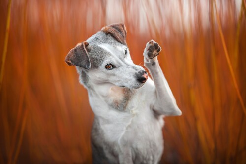 dogs3_1473.jpg