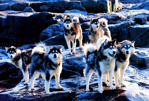 dogs3_1518.jpg