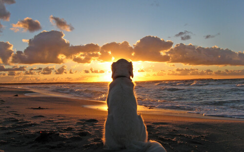 dogs3_1527.jpg