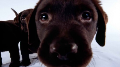 dogs3_1530.jpg