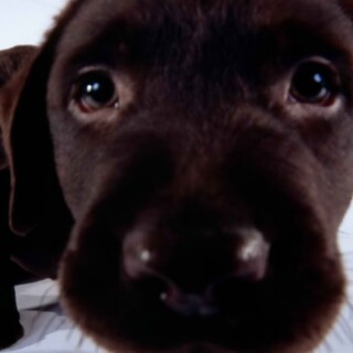 dogs3_1530