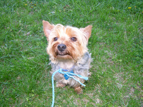 dogs3_1531.jpg