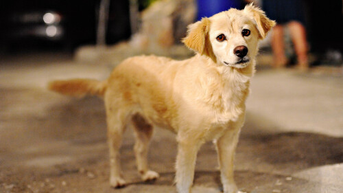 dogs3_1548.jpg