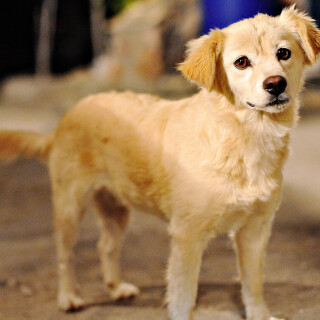 dogs3_1548