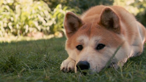 dogs3_1564.jpg