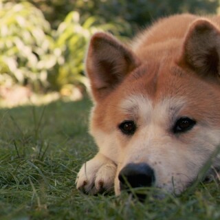 dogs3_1564