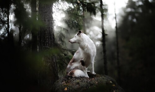 dogs3_1570.jpg