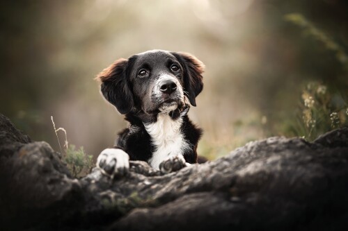 dogs3_1590.jpg