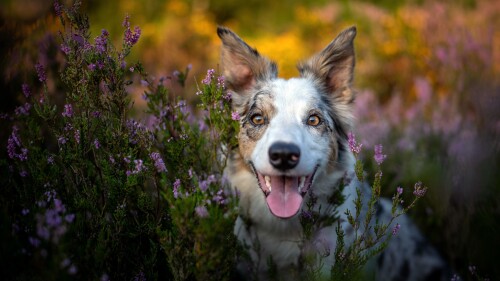 dogs3_1591.jpg