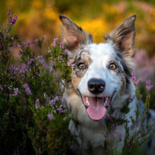 dogs3_1591