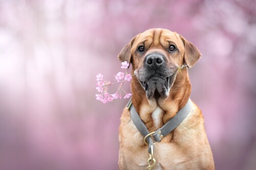 dogs3_1592.jpg