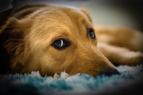 dogs3_1599.jpg