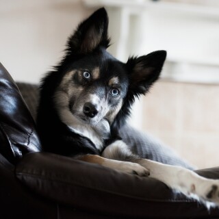dogs3_1602