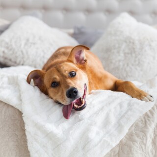 dogs3_1611