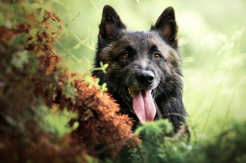 dogs3_1615.jpg