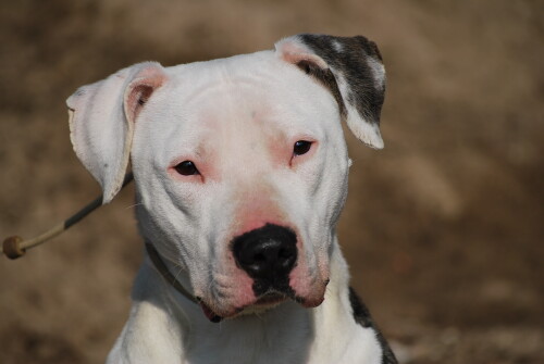 dogs3_1640.jpg
