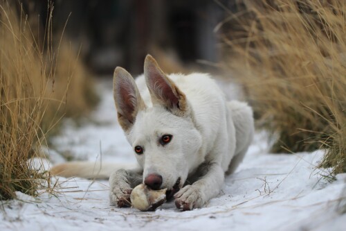 dogs3_1651.jpg