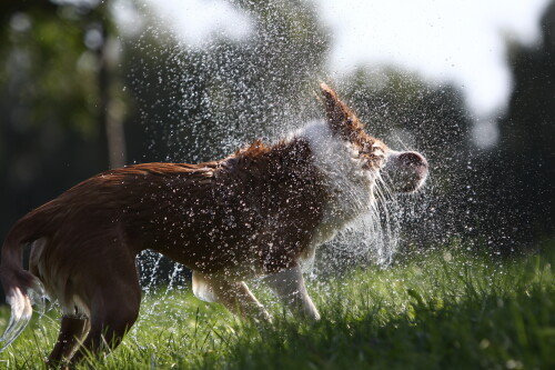 dogs3_1669.jpg
