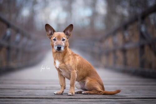 dogs3_1670.jpg