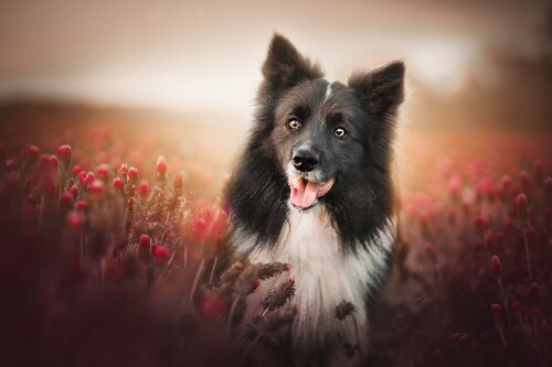 dogs3_1671.jpg