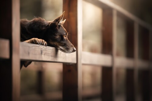 dogs3_1673.jpg