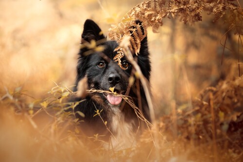 dogs3_1675.jpg