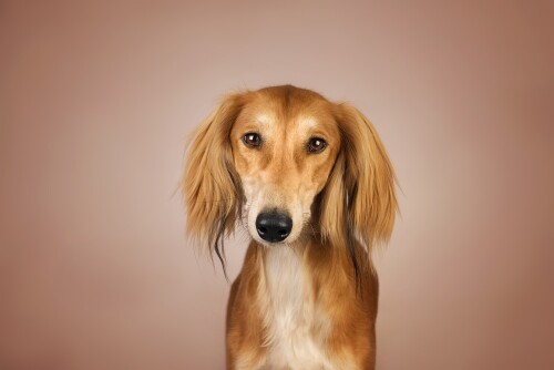 dogs3_1676.jpg