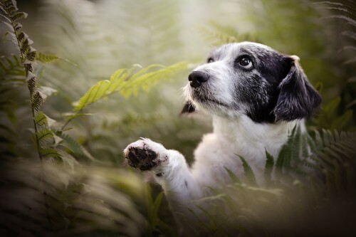 dogs3_1680.jpg